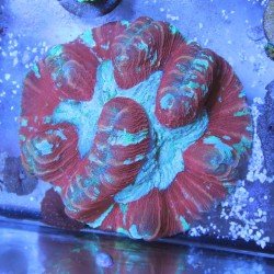 Wellsophyllia sp. Wellsophyllia sp.
