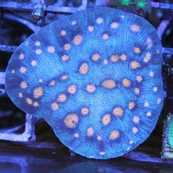 Echinophyllia sp. Echinophyllia sp.