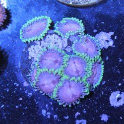 Zoanthus Ultra Purple Sakura Zoanthus Ultra Purple Sakura