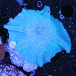 Blauer Discosoma zum kleinen Preis bei Recif'All Blauer Discosoma zum kleinen Preis bei Recif'All