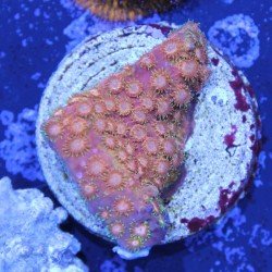 Cyphastrea Sunkist Gepfropft Cyphastrea Sunkist Gepfropft