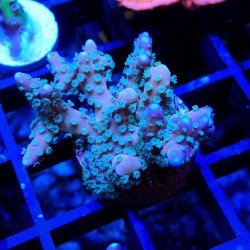 Anacropora RRC Tropicana Anacropora RRC Tropicana