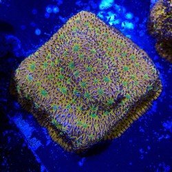 Lithophyllon WWC C3PO Lithophyllon WWC C3PO