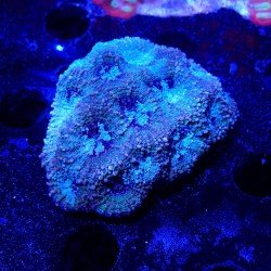 Acanthastrea echinata Acanthastrea echinata