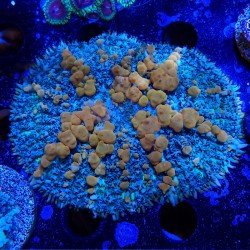 Rhodactis WWC Sunkist Bounce mushroom Rhodactis WWC Sunkist Bounce mushroom