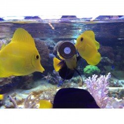 AQUAFOREST AF Vege Clip 120 g- Fischfutter AQUAFOREST AF Vege Clip 120 g- Fischfutter