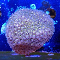 Leptastrea sp. in WYSIWYG zu einem günstigen Preis bei Recif'All Leptastrea sp. in WYSIWYG zu einem günstigen Preis bei Recif'All