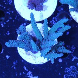 Acropora sp. in WYSIWYG Acropora sp. in WYSIWYG