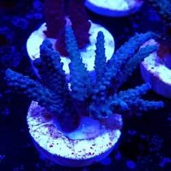 Acropora sp. in WYSIWYG Acropora sp. in WYSIWYG