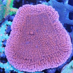 Montipora palawanensis Montipora palawanensis