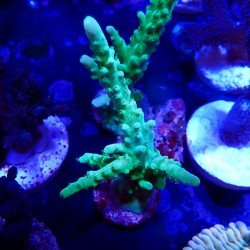 Acropora sp. Acropora sp.