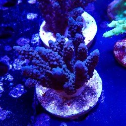 Acropora sp. im WYSIWYG Acropora sp. im WYSIWYG