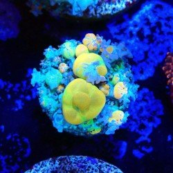 Rhodactis WWC OG Bounce Rhodactis WWC OG Bounce
