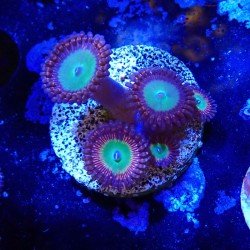 Zoanthus Ultra Candy Apple Zoanthus Ultra Candy Apple