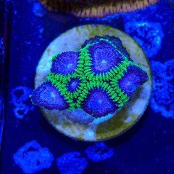 Favia sp. Space Monkey Favia sp. Space Monkey