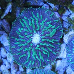 Cycloseris Fluo Grün Polypen / Violett Cycloseris Fluo Grün Polypen / Violett