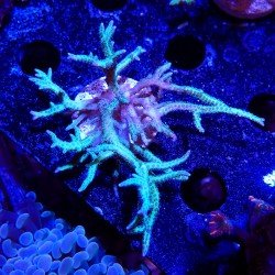 Seriatopora hystrix Seriatopora hystrix