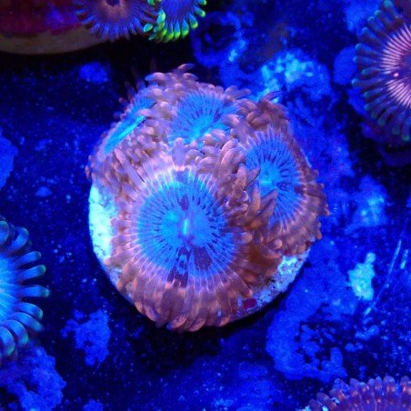 Zoanthus Ultra Utter Peace