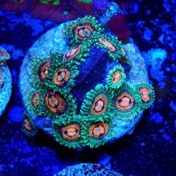 Zoanthus Ultra Rainbow Incinerator Zoanthus Ultra Rainbow Incinerator