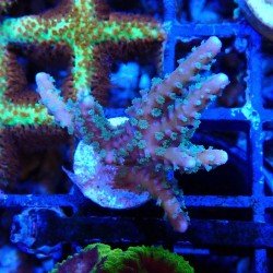 Anacropora RRC Tropicana Anacropora RRC Tropicana