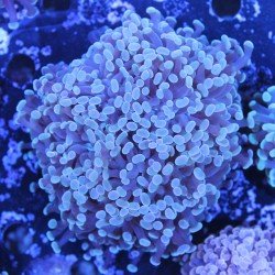 Euphyllia in WYSIWYG bei Récif'All Euphyllia in WYSIWYG bei Récif'All