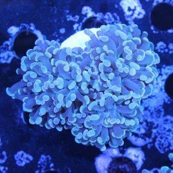 Euphyllia paraancora Euphyllia paraancora