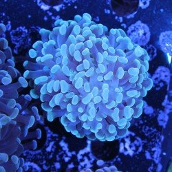 Euphyllia – WYSIWYG-gezüchtete Korallen Euphyllia – WYSIWYG-gezüchtete Korallen