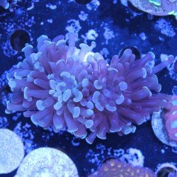 Euphyllia paraancora - Koralle per Versandhandel in der ganzen Schweiz Euphyllia paraancora - Koralle per Versandhandel in der ganzen Schweiz