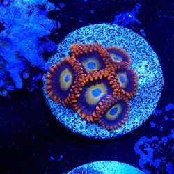 Zoanthus Ultra- Corail und VPC Zoanthus Ultra- Corail und VPC