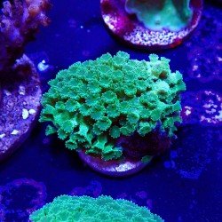 Cyphastrea Cyphastrea