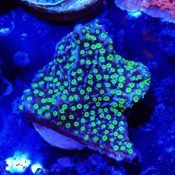 Montipora hispida Hulk Montipora hispida Hulk