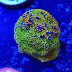 Montipora sp. Rainbow Montipora sp. Rainbow