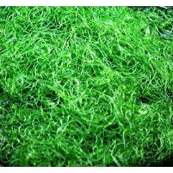 Chaetomorpha 25 gr Chaetomorpha 25 gr