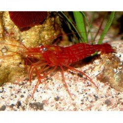 Lysmata wurdemanni- Aiptasias fressen Garnelen Lysmata wurdemanni- Aiptasias fressen Garnelen