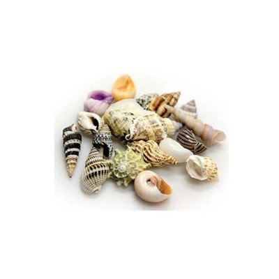 HOBBY Coquilles pour Bernard l'Hermite- 5 pcs HOBBY Coquilles pour Bernard l'Hermite- 5 pcs