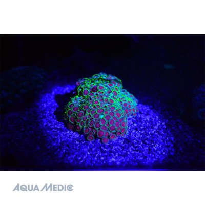 AQUA MEDIC Blue- Lampe de poche avec LEDS bleu AQUA MEDIC Blue- Lampe de poche avec LEDS bleu
