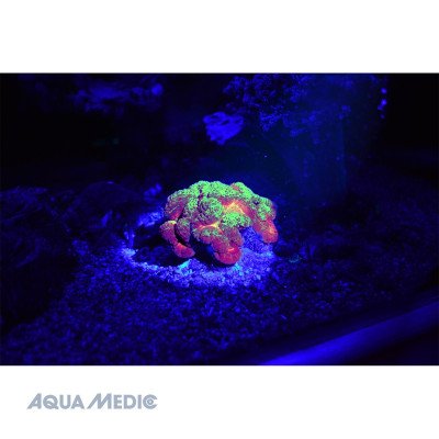 AQUA MEDIC Blue- Lampe de poche avec LEDS bleu AQUA MEDIC Blue- Lampe de poche avec LEDS bleu