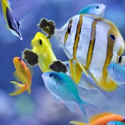 EASY REEFS Masstick 40 - Fischfutter EASY REEFS Masstick 40 - Fischfutter