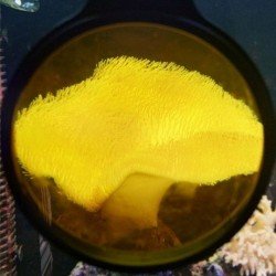 Flipper DeepSee Max 5" - Filter orange Flipper DeepSee Max 5" - Filter orange