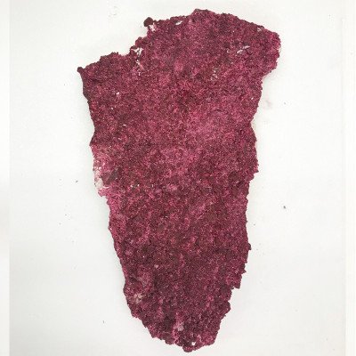 Real Reef Rock Shelf Rock- Pierres éco-responsables pour aquarium Real Reef Rock Shelf Rock- Pierres éco-responsables pour aquarium