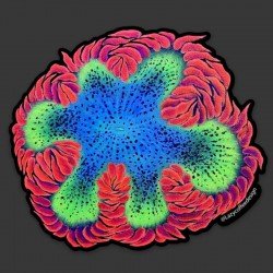 LAZY COFFEE DESIGN Aufkleber „Rockflower Anemone“ – Autocollant LAZY COFFEE DESIGN Aufkleber „Rockflower Anemone“ – Autocollant