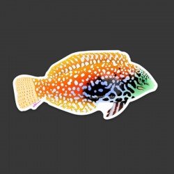 LAZY COFFEE DESIGN Aufkleber „Leopard Wrasse“ – Autocollant LAZY COFFEE DESIGN Aufkleber „Leopard Wrasse“ – Autocollant