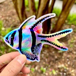 LAZY COFFEE DESIGN Regenbogen Banggai „Fin“ Aufkleber/ Holografisch - Autocollant LAZY COFFEE DESIGN Regenbogen Banggai „Fin“ Aufkleber/ Holografisch - Autocollant